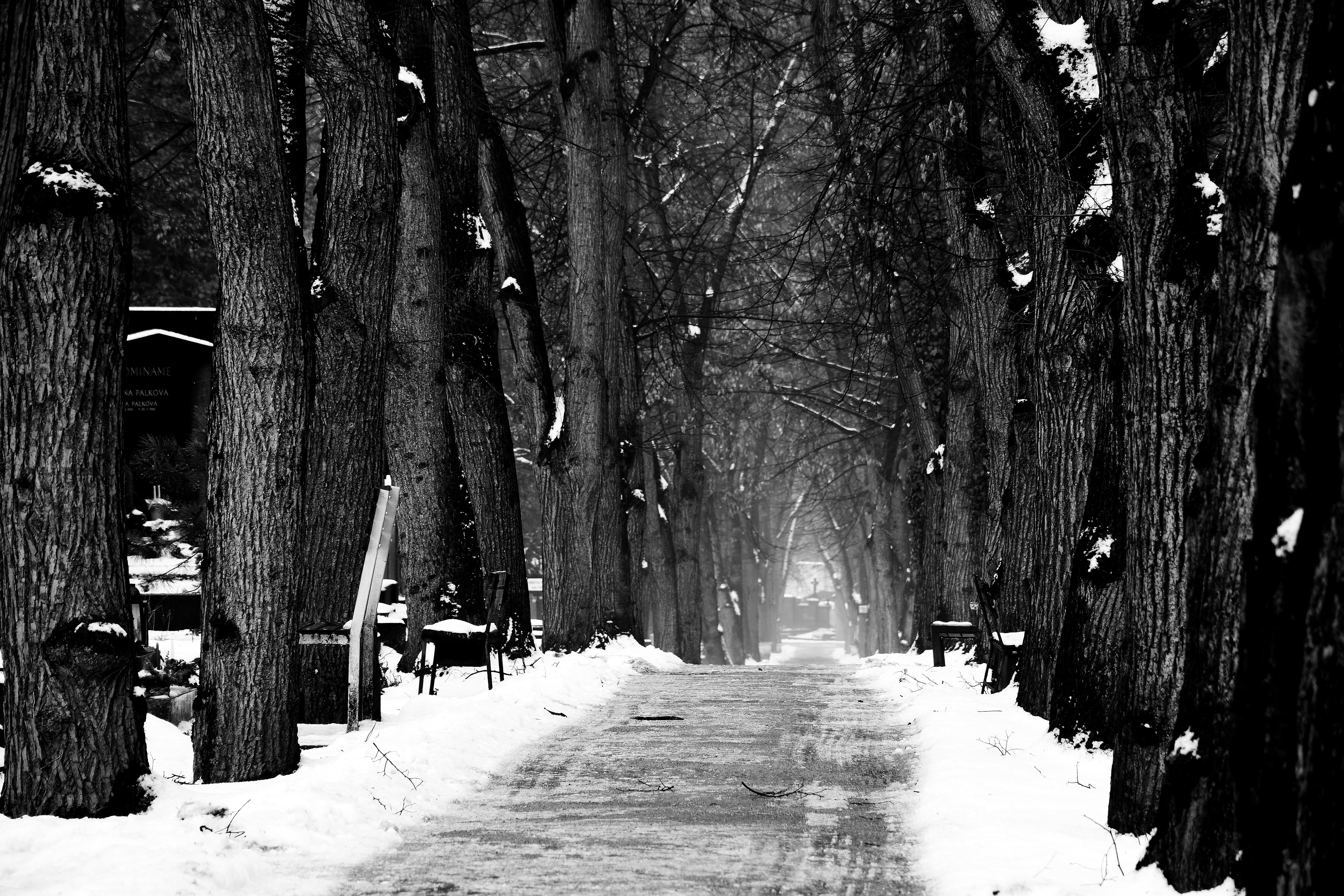 Snowy woods with a path leading out of frame